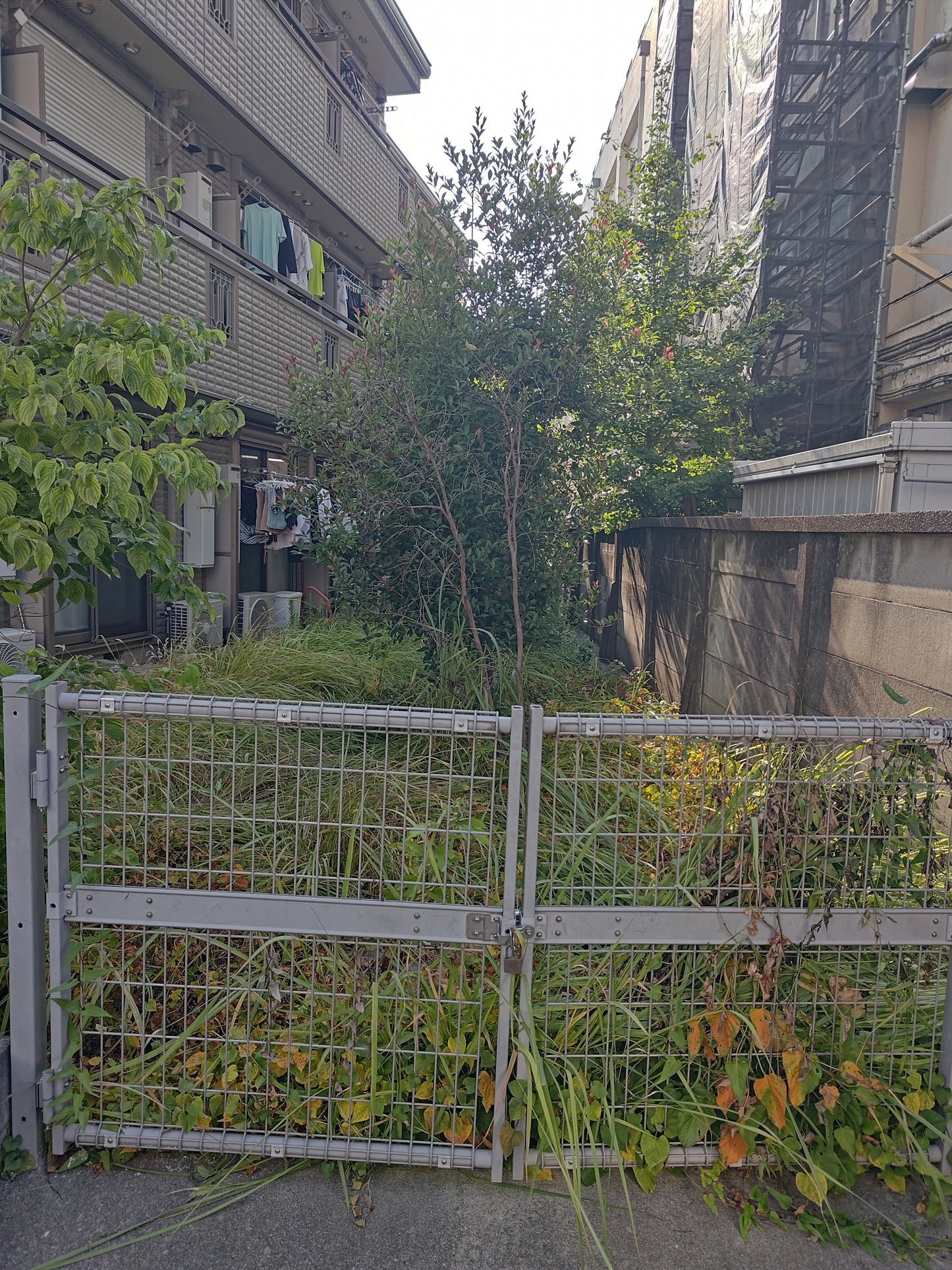 【千葉県松戸市】マンション裏庭の草刈り・除草作業｜オーナー様からのご依頼